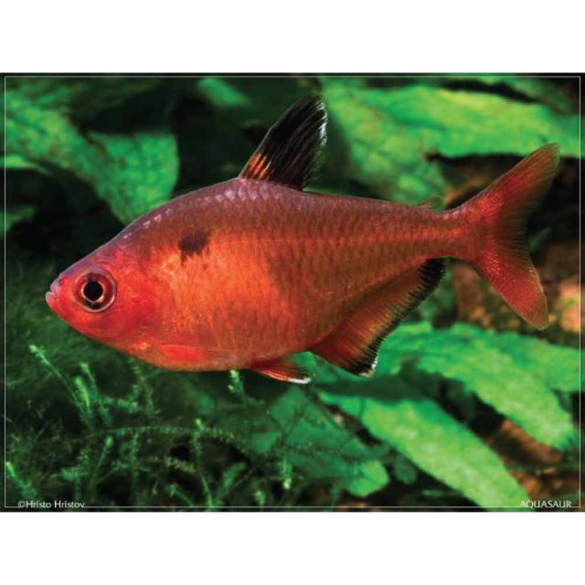 Hyphessobrycon Callistus / serpae Pinne a velo 3cm