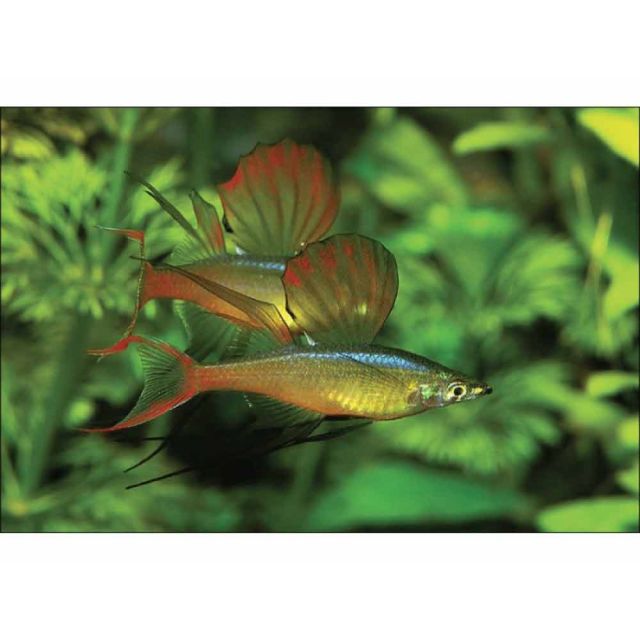 Iriatherina werneri 2cm