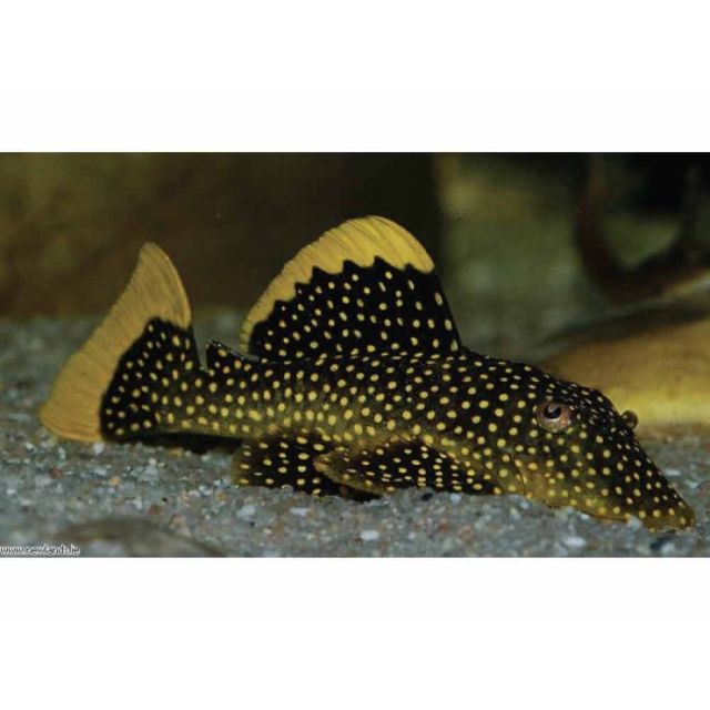 L081 Baryancistrus sp. Orange 8-10cm