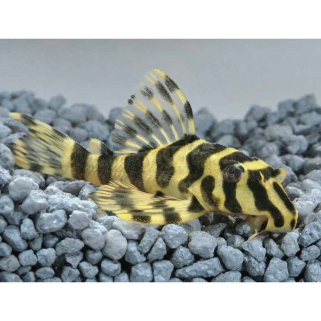 l134 Peckoltia compta 4/6cm