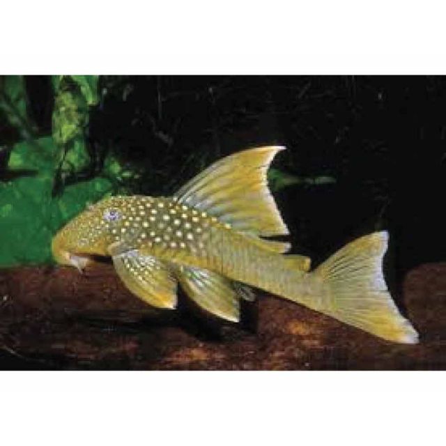 l200a Baryancistrus demantoides 6-8cm