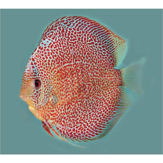 Leopard Snake Skin 8/9cm