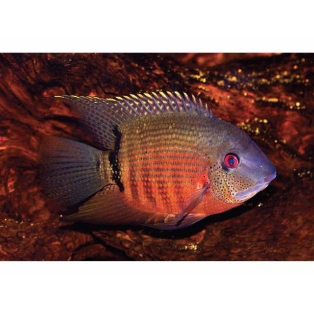 Heros liberifer 5-7cm