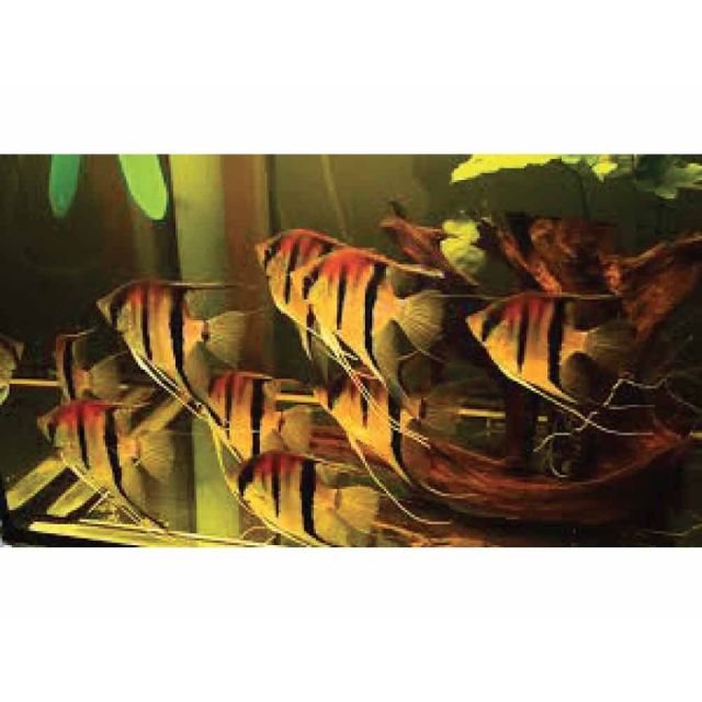 Scalare manacapuru red back 6-8cm corpo Taglia L