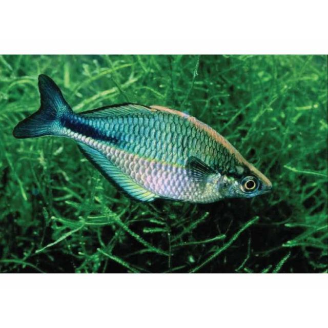 Melanotaenia Lacustris 6-8cm