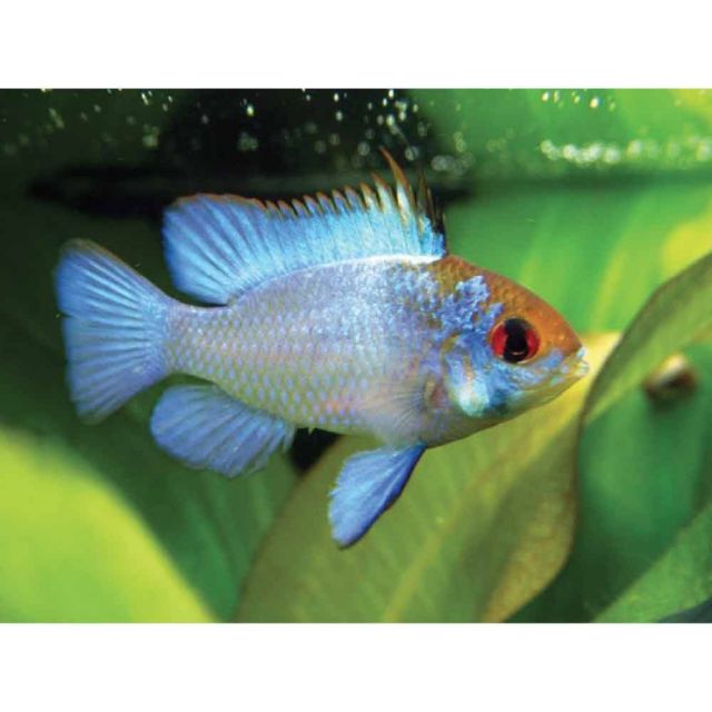 microgeophagus Ramirezi Blu 3-4cm