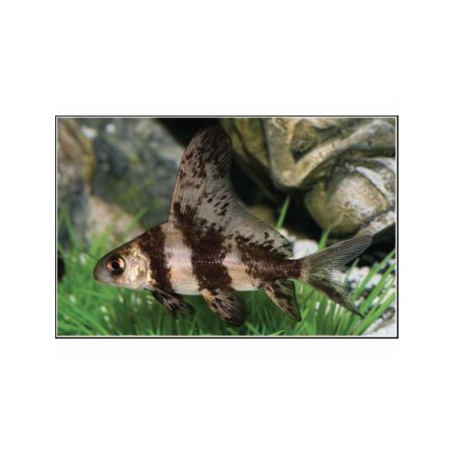 Myxocyprinus Asiaticus 6-8cm