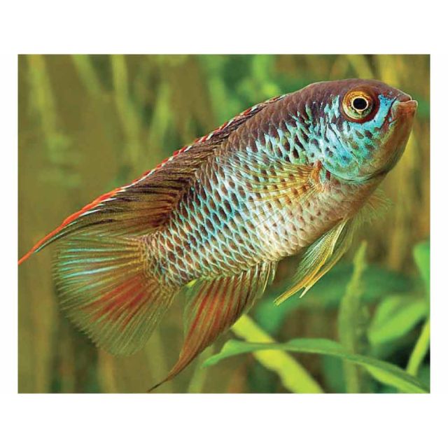 Nannacara anomala 3cm