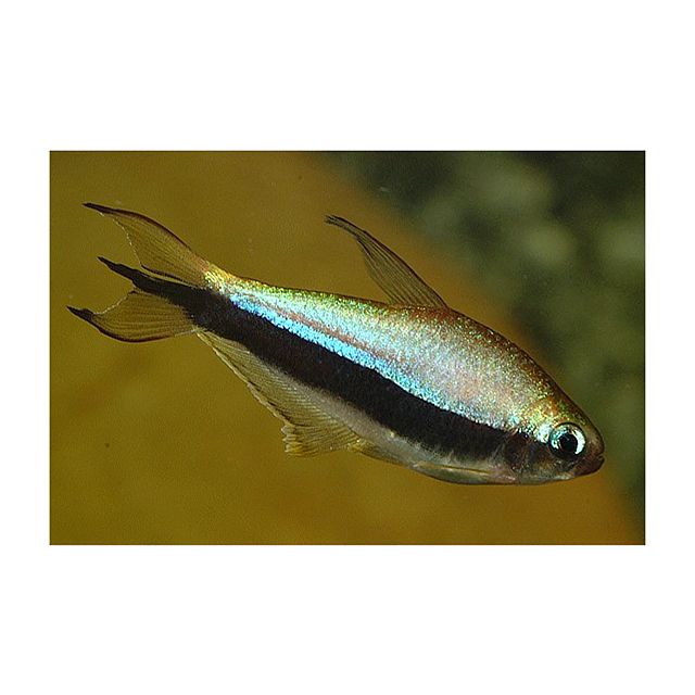 Nematobrycon palmeri 3-4cm