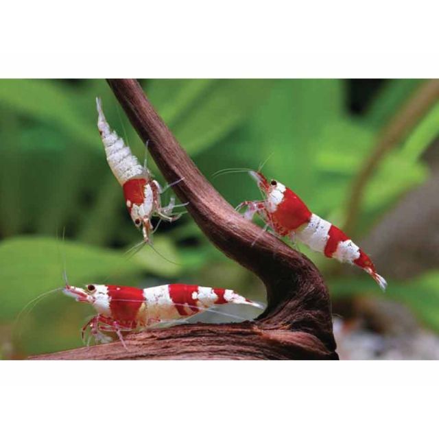 Neocaridina Crystal Red 1-2cm