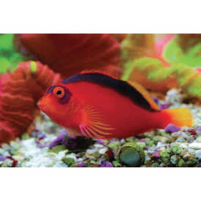 Neocirrhites armatus