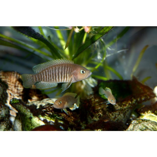 Neolamprologus Multifasciatus 2cm