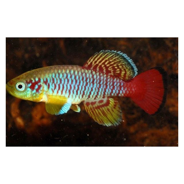 COPPIA Nothobranchius guentheri 3-4cm