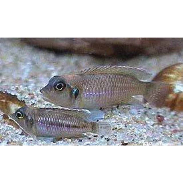 Lamprologus ocellatus 3cm