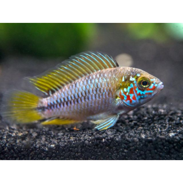 COPPIA Apistogramma Borelli OPAL 4-5cm