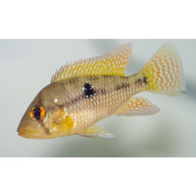 Geophagus Brasiliensis 4-5cm