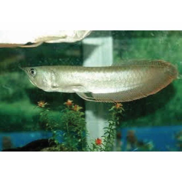 Osteoglossum bicirrhosum 12-15cm