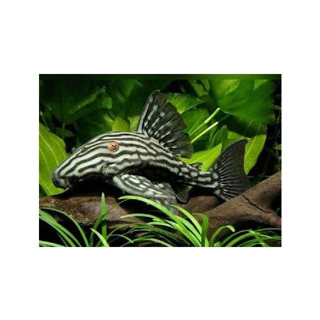 L190 Panaque nigrolineatus 7-9cm