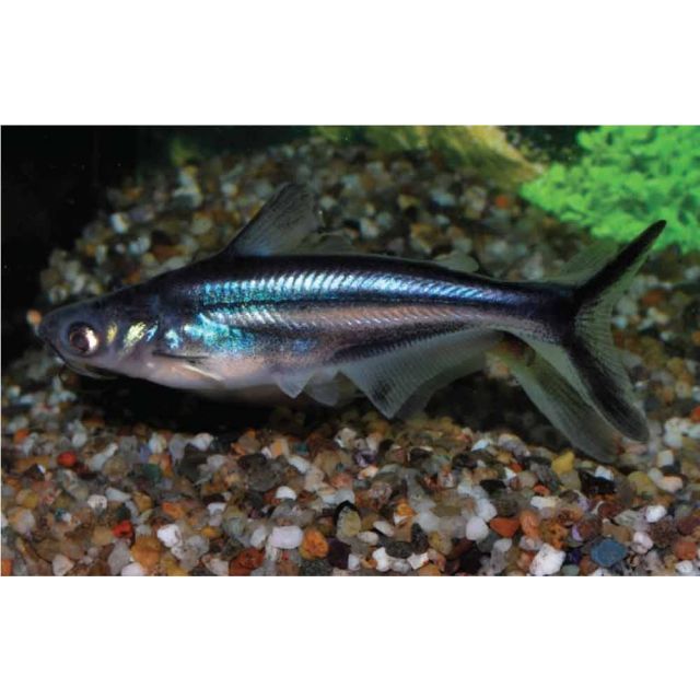 Pangasius sutchi 5cm