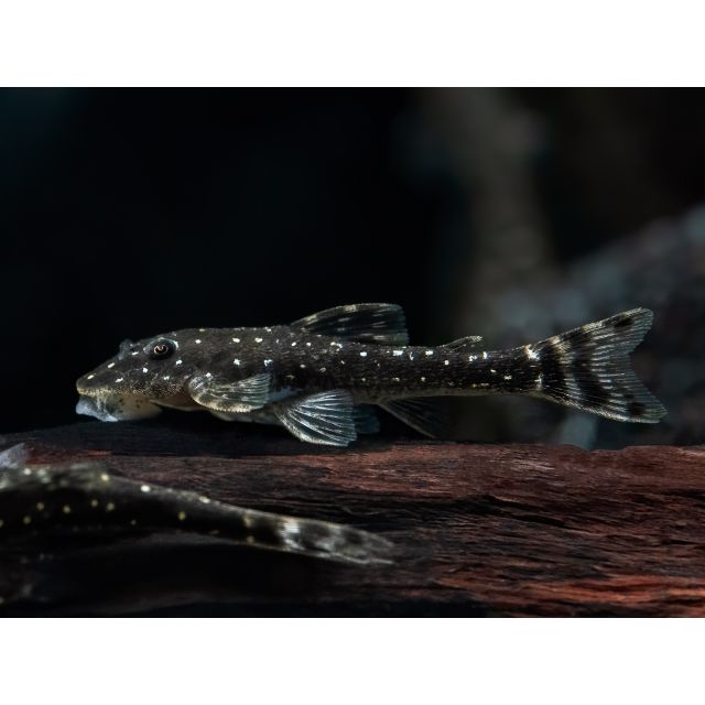 Parotocinclus haroldoi 3/4cm