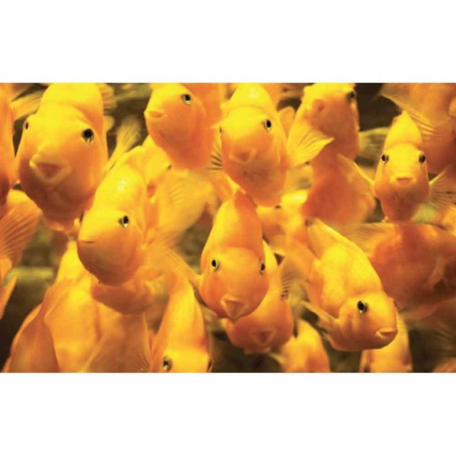 Red Parrot A-GRADE YELLOW 5-7cm