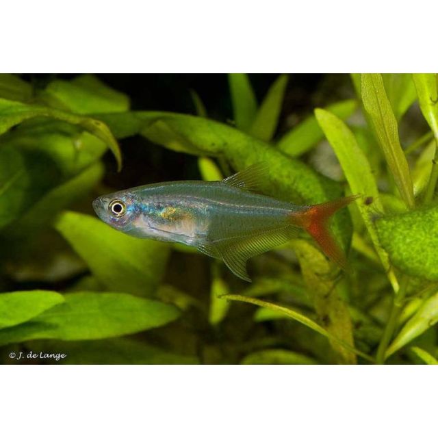 Prionobrama filigera 2-3cm