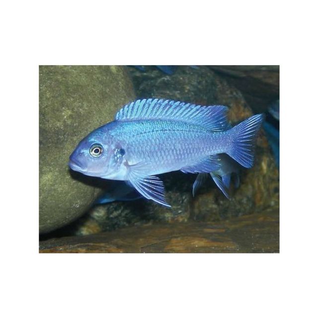 Pseudotropheus zebra blue 3-4cm