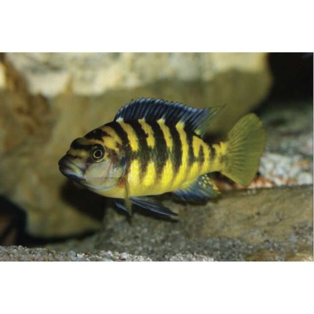 Pseudotropheus crabro 4-5cm