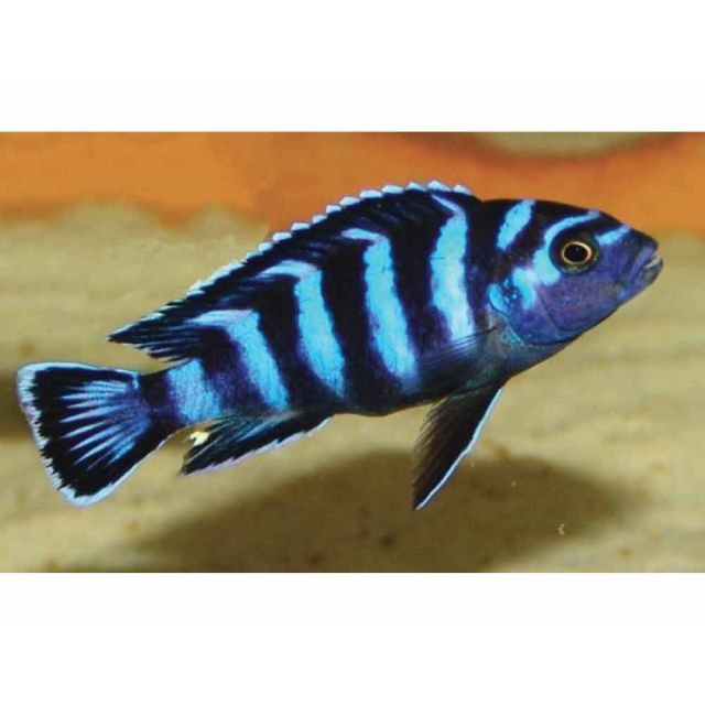 Pseudotropheus Demasoni 4cm