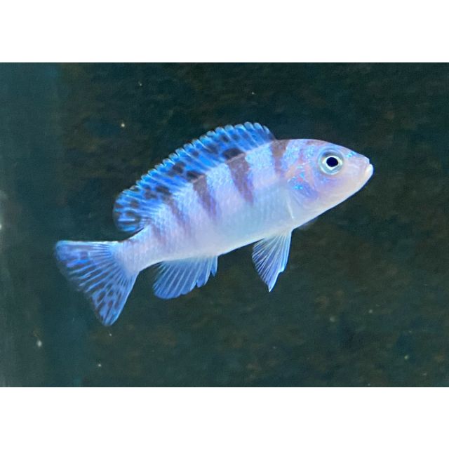 Pseudotropheus Lombardoi 4-6cm