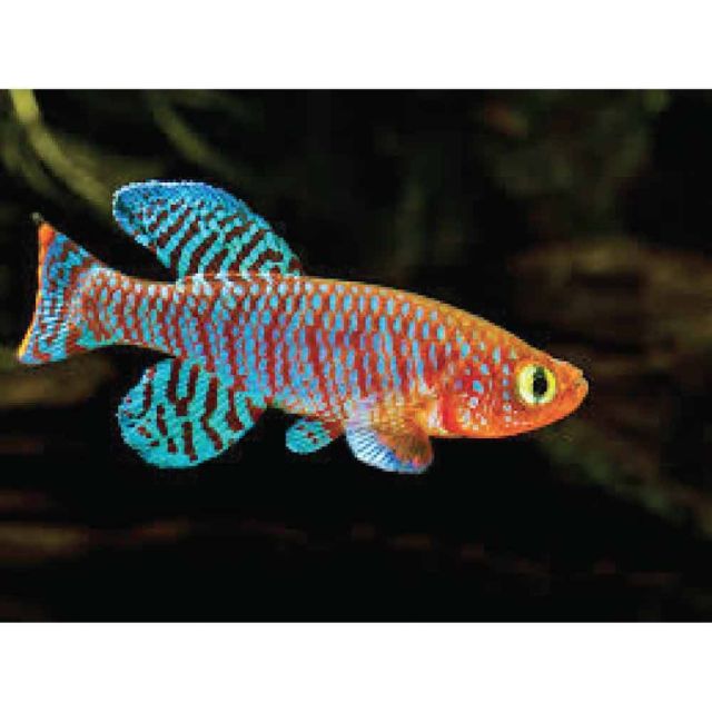 COPPIA Nothobranchius rachovii