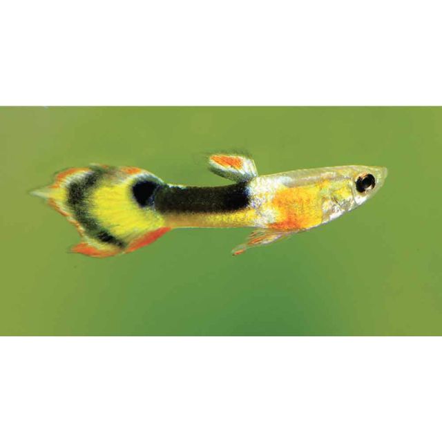 COPPIA Guppy Endler red chest 1-3cm
