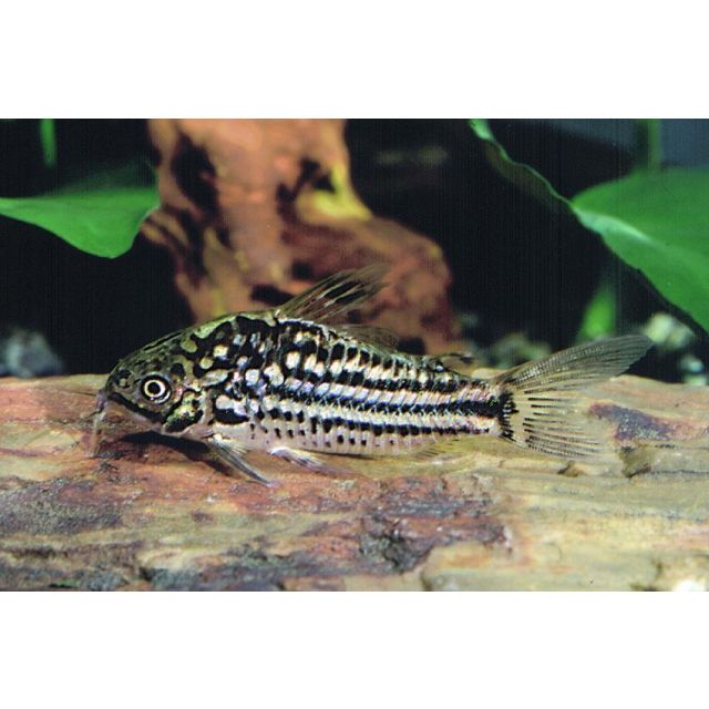 Corydoras sp. San Juan 2-3cm