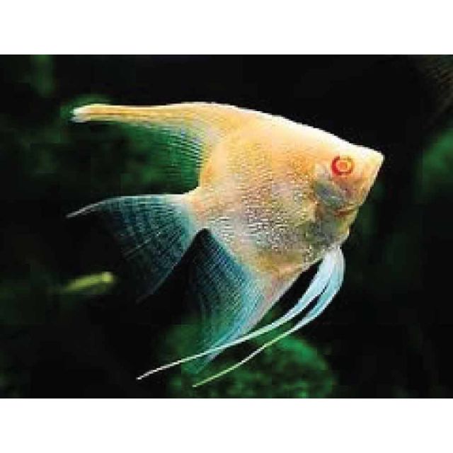 Scalare Albino Rio Japura 3-5cm