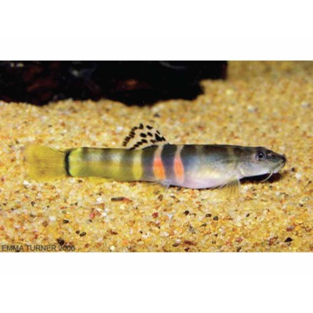 Schistura Balteata (Atarensis) 3-5cm