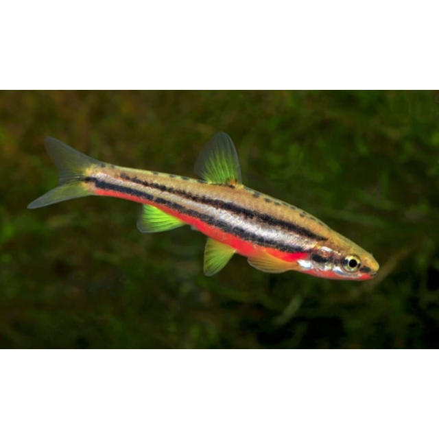 Chrosomus Erythrogaster 3-4cm