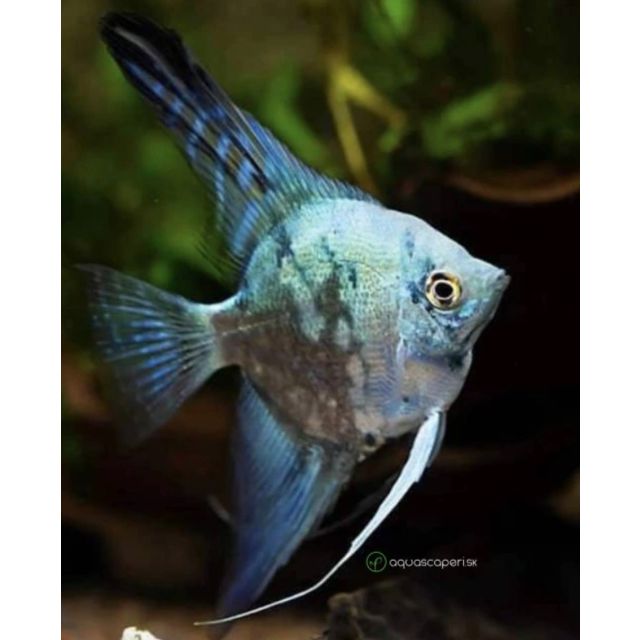 Scalare Pinoy Blue Marble 3-5cm