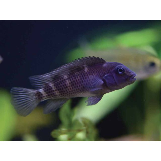 Steatocranus Casuarius 3-4cm