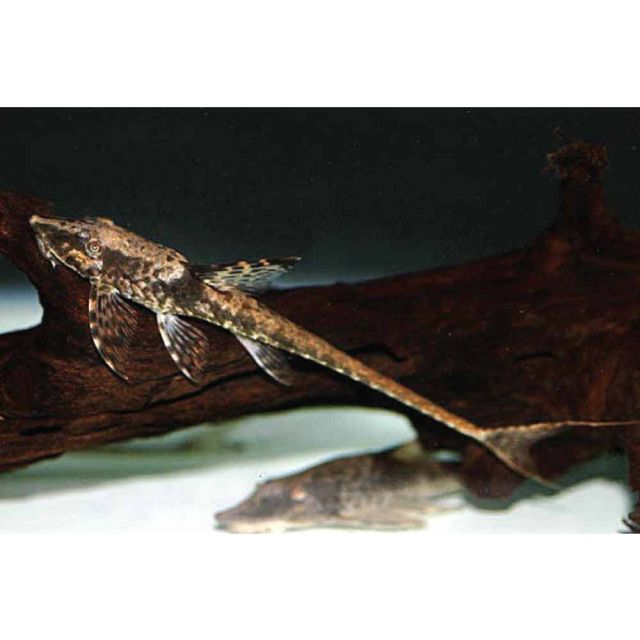 Sturisomatichthys leightoni 9-12cm