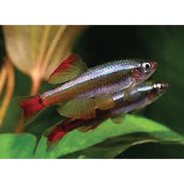 Tanichthys linni LONG FIN 3-4cm