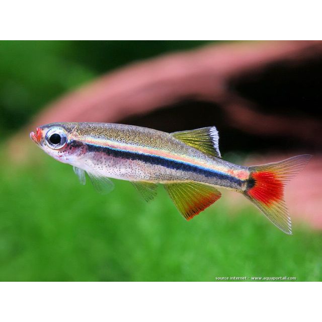 Tanichthys micagemmae 1-2cm