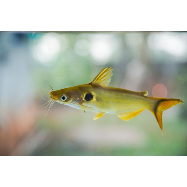 Horabagrus Brachysoma 8-10cm