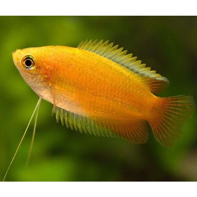 Colisa Chuna GOLD 4-6cm