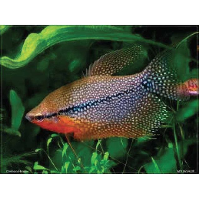 Trichogaster Leeri 4-5cm