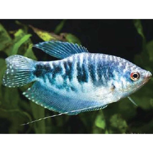 Trichogaster Trichopterus Blu 4-5cm