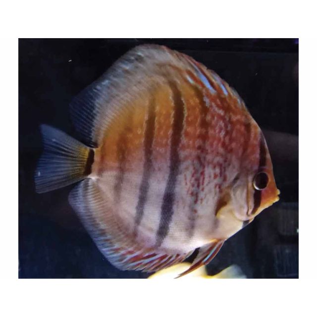 Vietnam Heckel 4/6cm