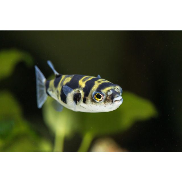 Colomesus asellus 3-4cm