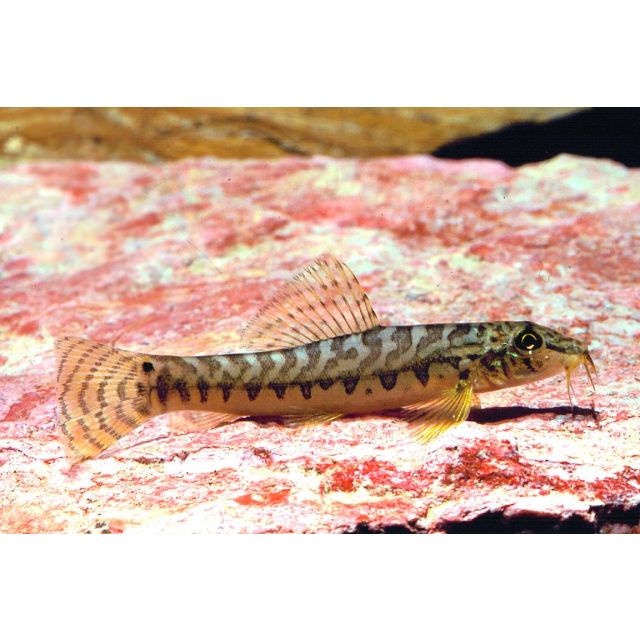 Acanthocobitis botia 5-6cm