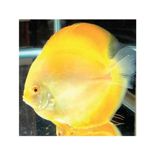 Discus yellow millenium 4/6cm