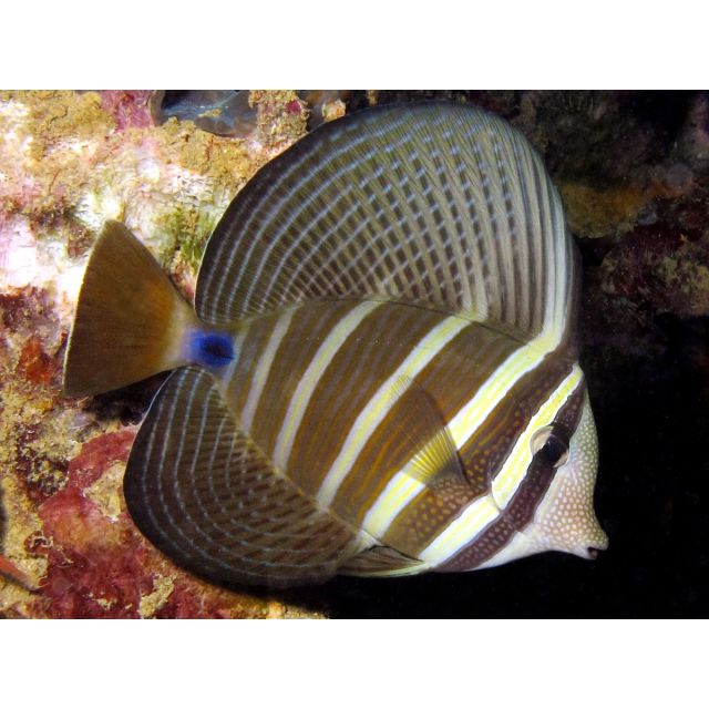 Zebrasoma Veliferum